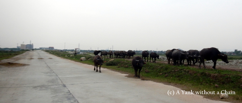 Water buffalo walking near Ninh Binh