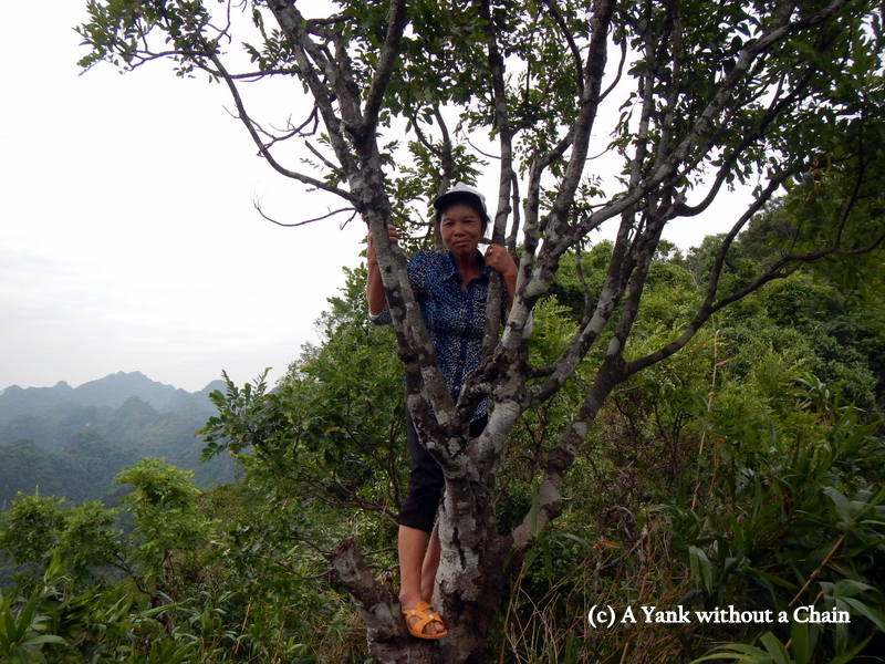 My hiking guide in a tree at Cat Ba National Park