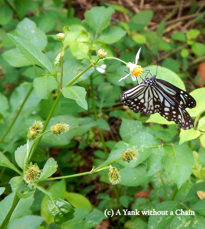 A butterfly in Cat Ba National Park
