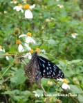 A butterfly in Cat Ba National Park