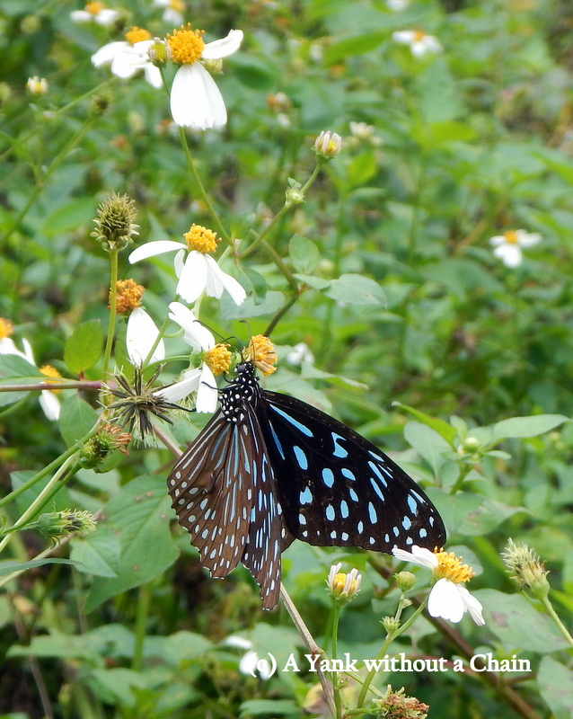 A butterfly in Cat Ba National Park