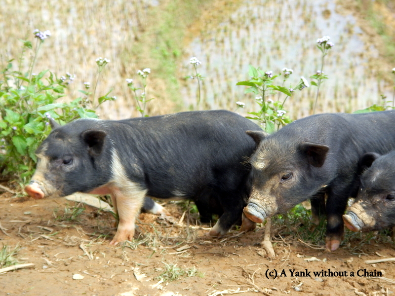 There were loads of baby pigs on the trails!