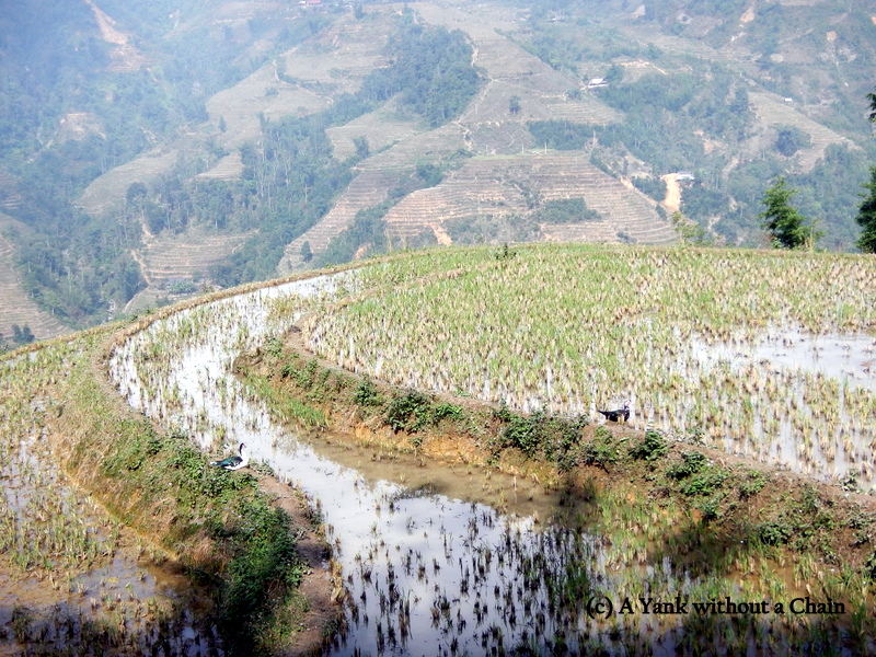 Ducks bathing in the rice terraces outside Ta Phin