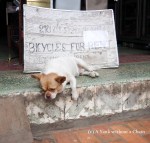 A dog in Luang Prabang, not too excited about a bike rental!