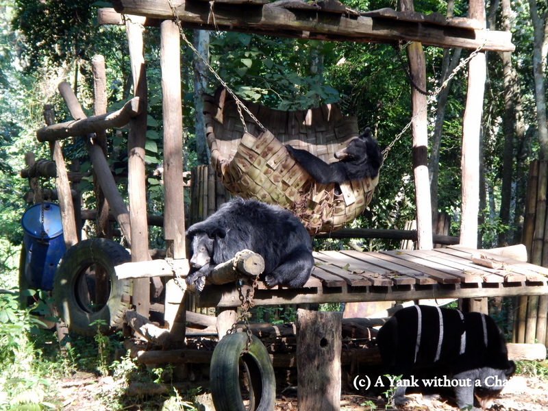 Bears at the rescue center near the Kuang Si falls