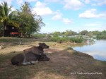 Baby buffalo admiring the Mekong from Don Det