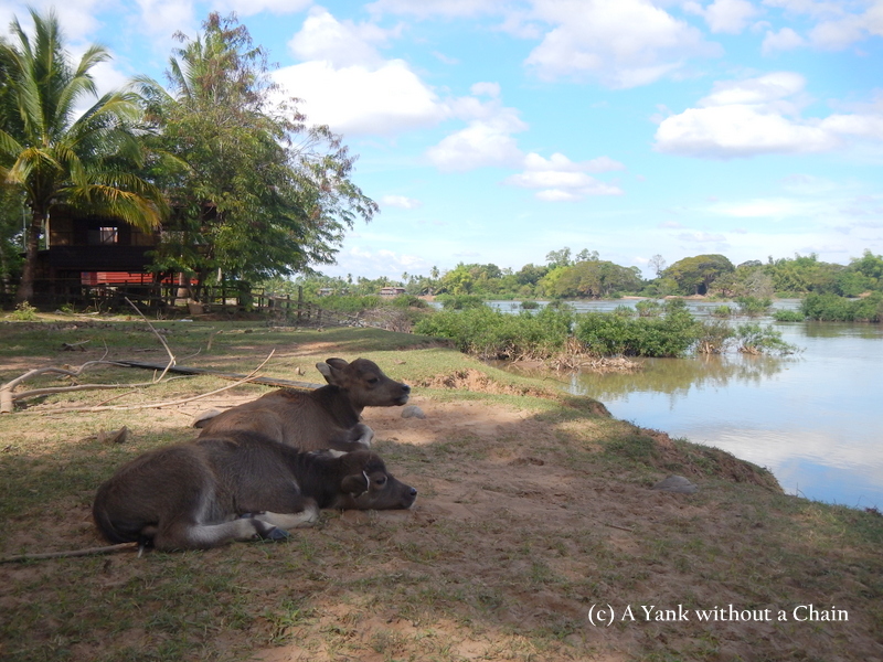 Baby buffalo admiring the Mekong from Don Det