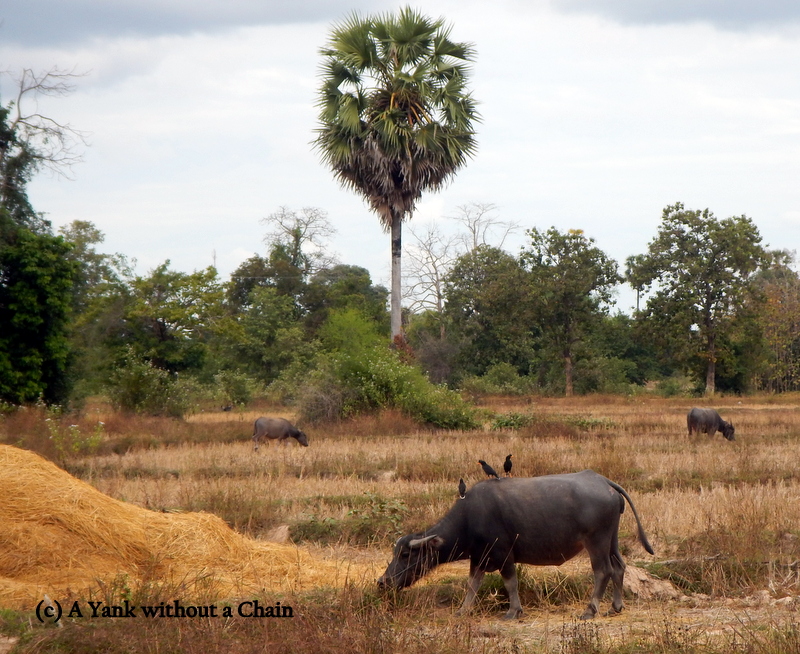 Some birds hitching a free ride on Don Khon