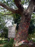 A tree where executioners beat children to death