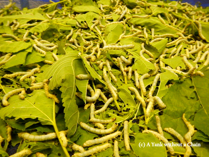 Some of the silk worms at the Artisans Angkor silk farm