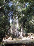 Trees growing from a wall at Ta Prohm