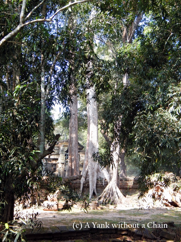 Trees growing from a wall at Ta Prohm