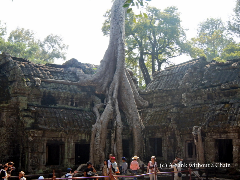 One of the more impressive trees growing out of Ta Prohm