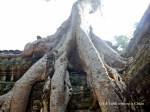 Roots growing on the Ta Prohm temple