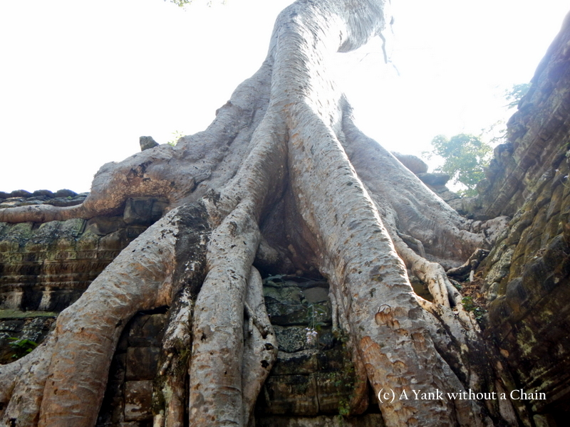 Roots growing on the Ta Prohm temple