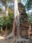 A tree growing at Ta Prohm