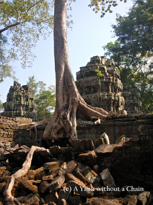 A tree growing at Ta Prohm