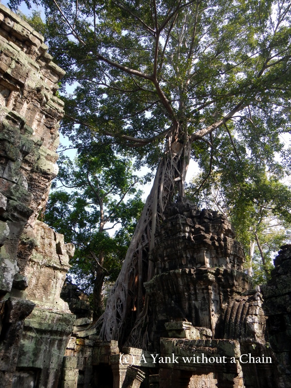 A tree growing at Ta Prohm