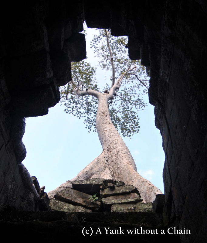 A tree growing from the top of Preah Kahn