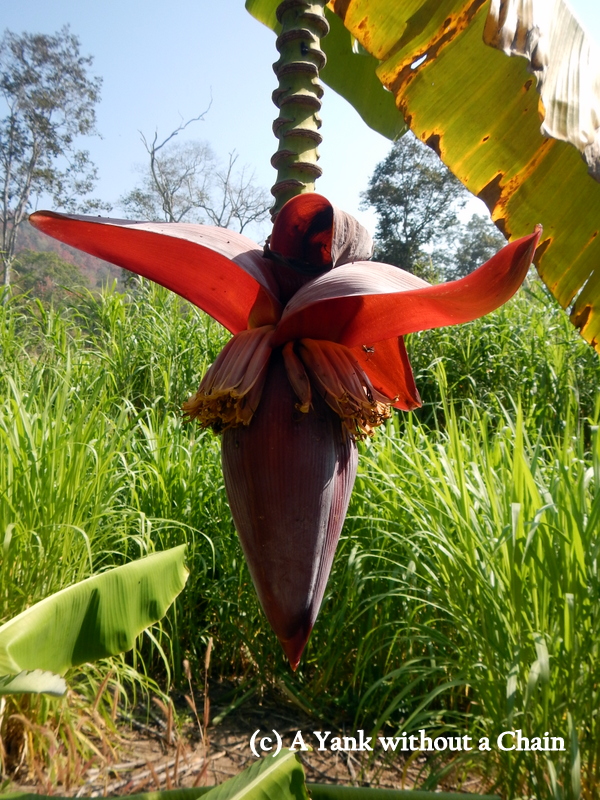 A banana leaf at the Muang Pai stone forest
