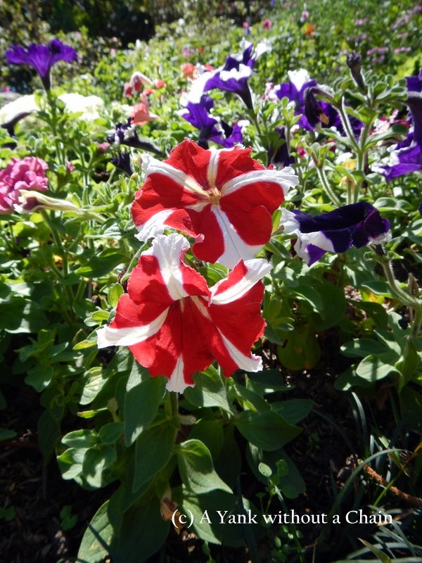 Red and blue flowers at Buphing Palace