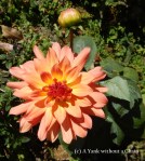 An orange flower and a bud at Buphing Palace