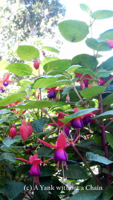Purple flowers at Buphing Palace