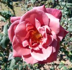 A gorgeous pink flower at Buphing Palace