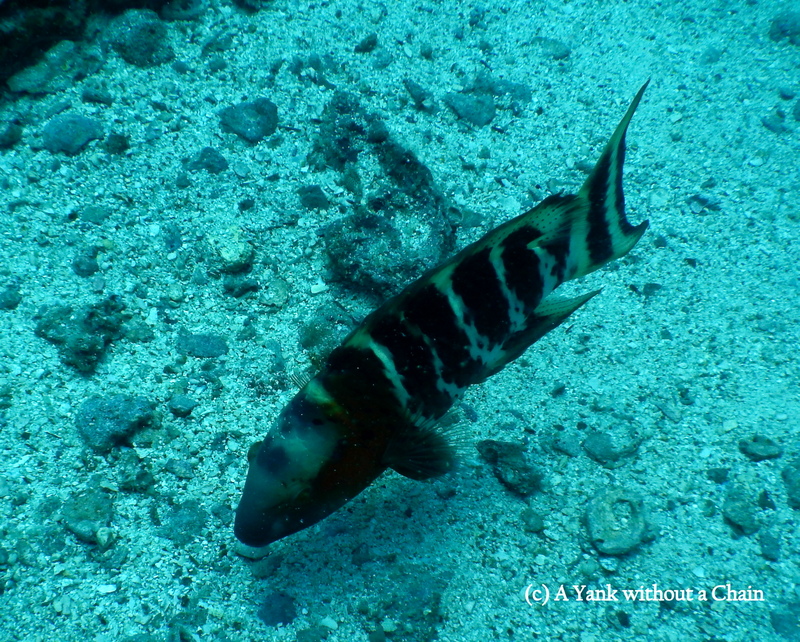 I believe this is a type of wrasse, seen at the No Name dive site in Koh Tao