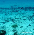 An anemone fish (aka clownfish or nemo fish) in Koh Tao.
