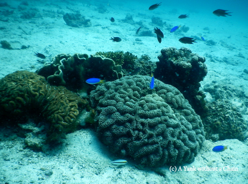 A couple of pieces of coral wish fish at Koh Tao, Thailand