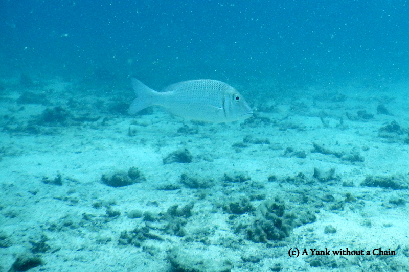 A Silver Sweetlip at Twins dive site, Koh Tao