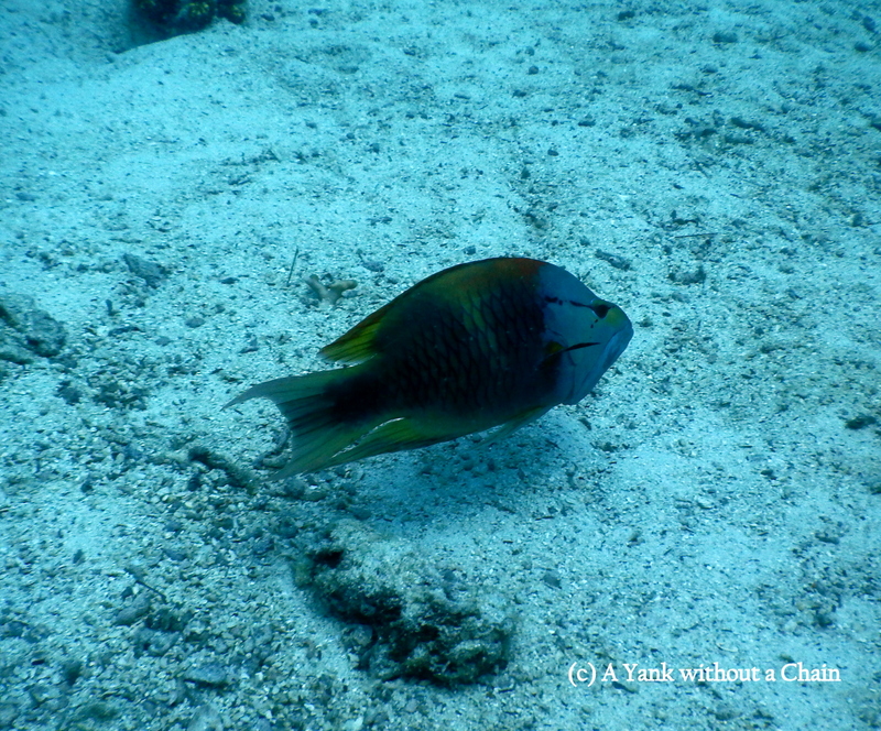 I'm not sure what kind of fish this guy is, but he doesn't look too happy!