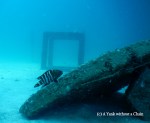 A wrasse hanging out in the No Name dive site - a buoyancy practice center - in Koh Tao