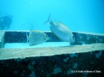 I believe these are rabbit fish, hanging out on one of the buoyancy tools at No Name dive site, Koh Tao.