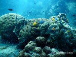 A section of the reef at the Twins dive site in Koh Tao