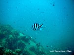 A sergeant major fish in Koh Tao