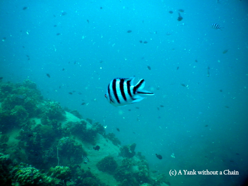 A sergeant major fish in Koh Tao