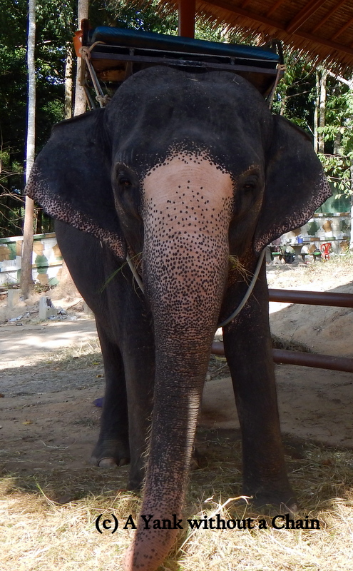 An elephant at Namuang Park on Koh Samui. I did NOT support the cruel treatment of these glorious animals by paying for a ride, but couldn't resist snapping a picture.
