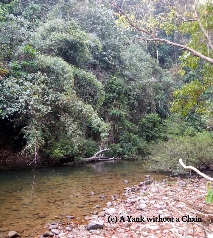 A swimming hole at Khao Sok National Park