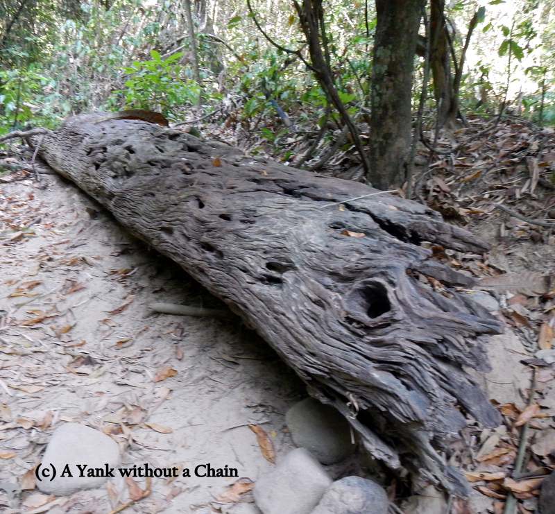 A log at Khao Sok National Park