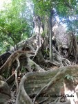 The impressive root system of a tree at Khao Sok National Park