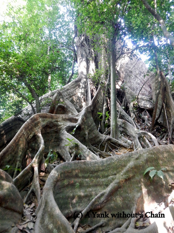 The impressive root system of a tree at Khao Sok National Park