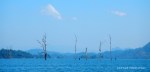 Petrified trees, part of the sunken rainforest at Chiew Lan Lake