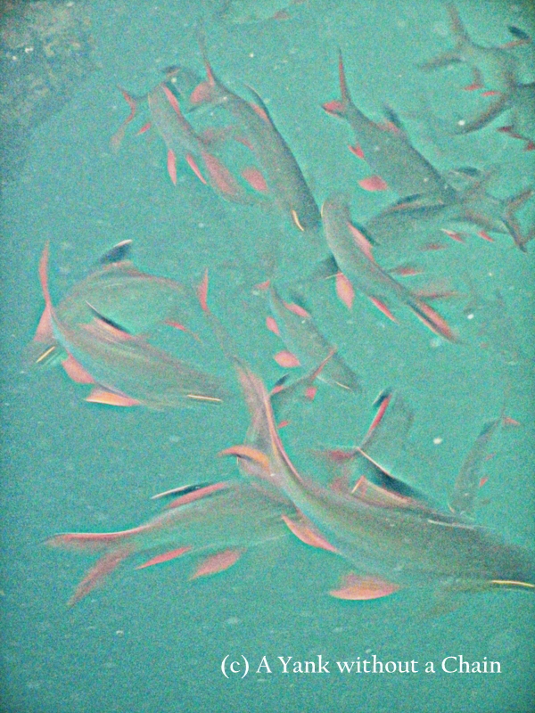 Fish in Chiew Lan Lake