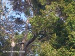 A black primate sitting in a tree above Chiew Lan Lake
