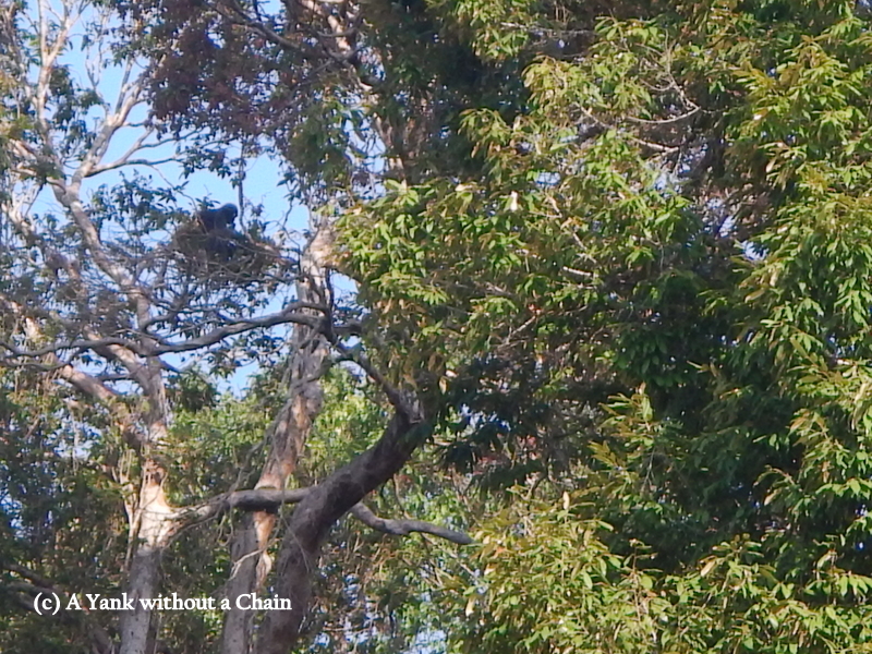 A black primate sitting in a tree above Chiew Lan Lake