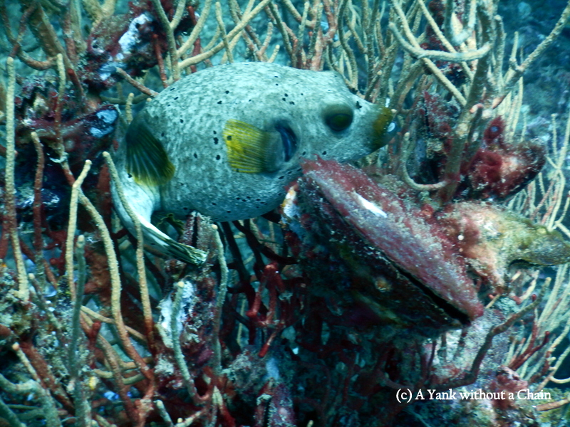 A seal faced pufferfish in Mango Bay