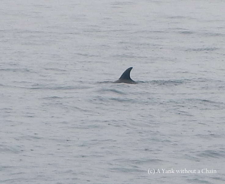 The best picture I got of the dolphins swimming in Maya Bay