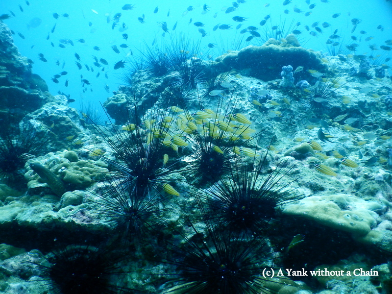 Little yellow fish form a lovely contrast with the black sea urchins at Shark Point
